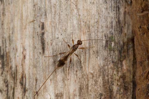 Réf. 243 590 : Spathius sp.